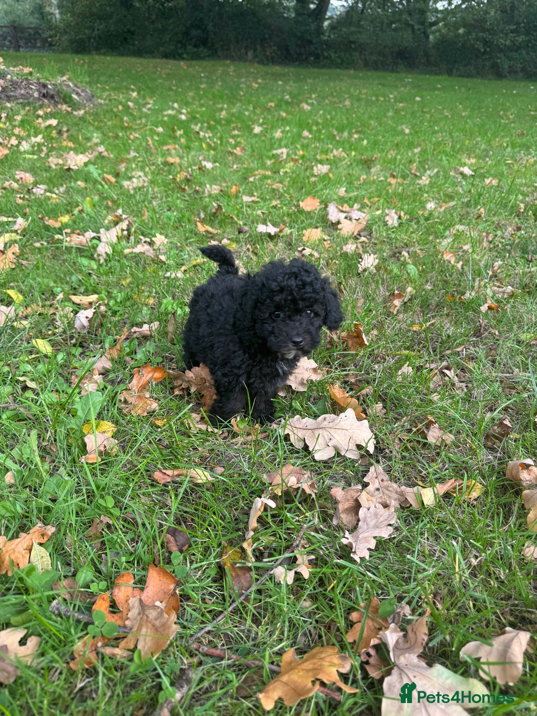 Poochon dogs for sale:  F1b poochon pups health tested parents licensed  - Image 4