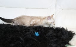 Bengal cats for sale: Beautiful Bengal kittens - Image 20