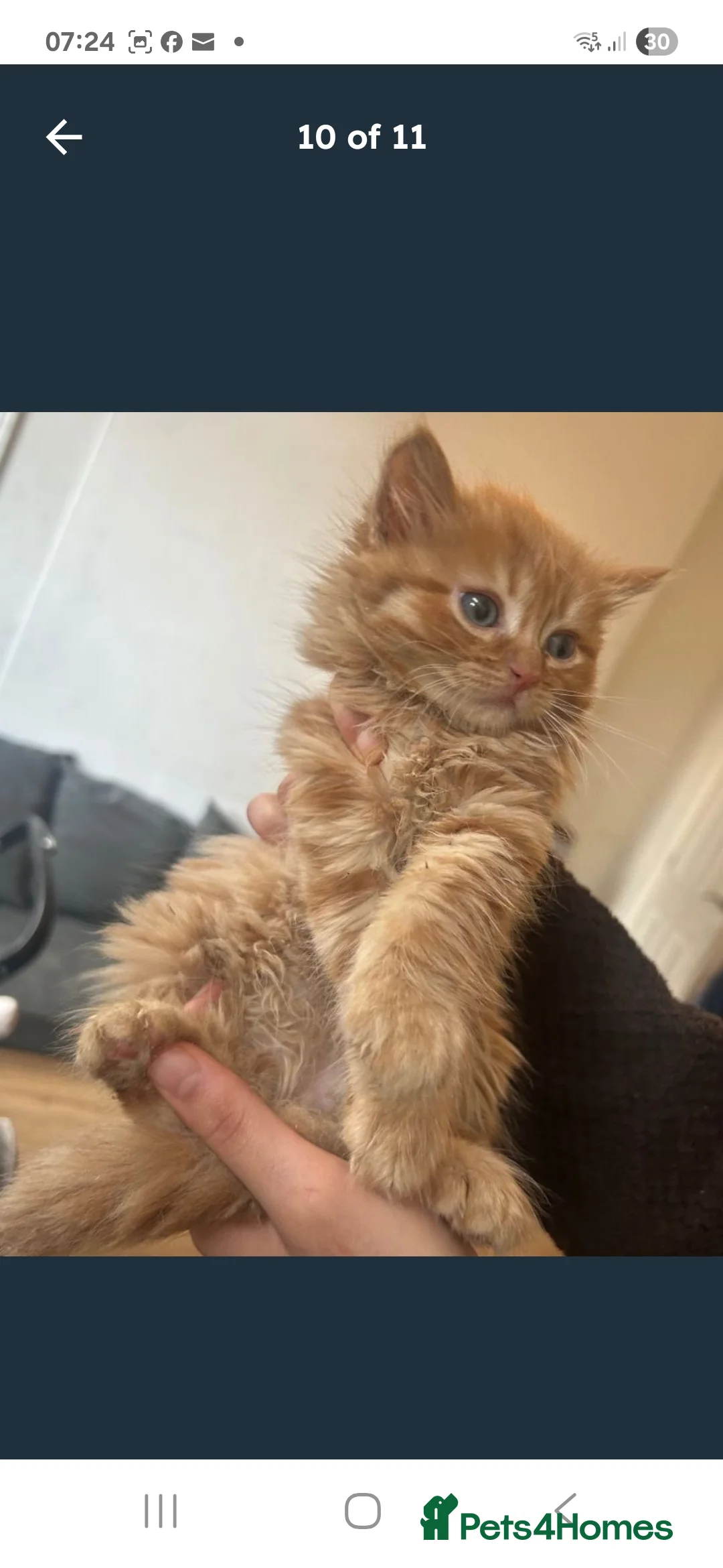 Mixed Breed cats for sale: Maine coon xxx  - Advert 1