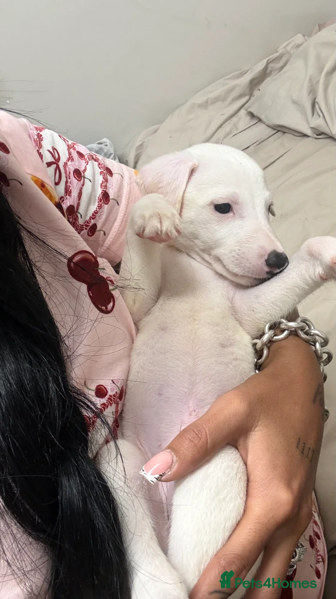 Whippet dogs for sale: Pure WHIPPET PUPPIES - Advert 2