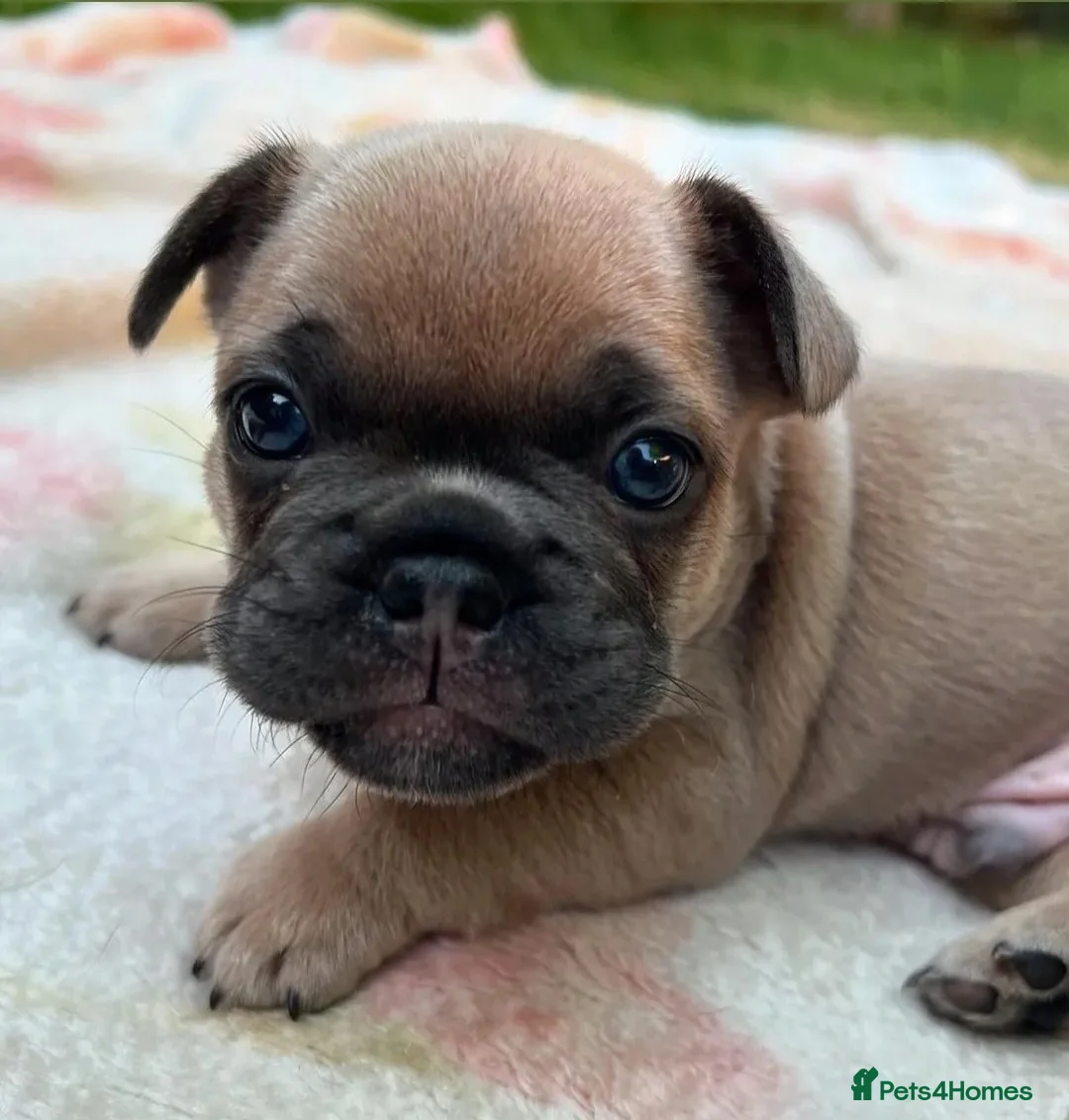 French Bulldog dogs for stud: 🔥 PLATINUM LILAC & TAN FLUFFY - WELL PROVEN- KC   in Blackpool - Advert 28