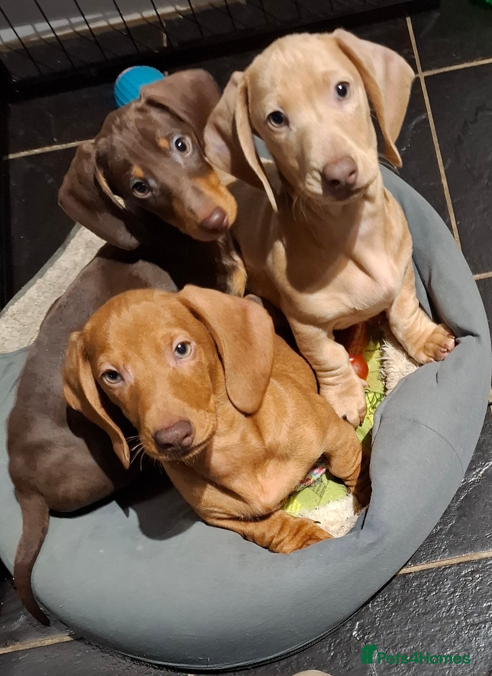 Miniature Dachshund dogs Miniature Dachshund Pups **READY NOW** - Advert 10