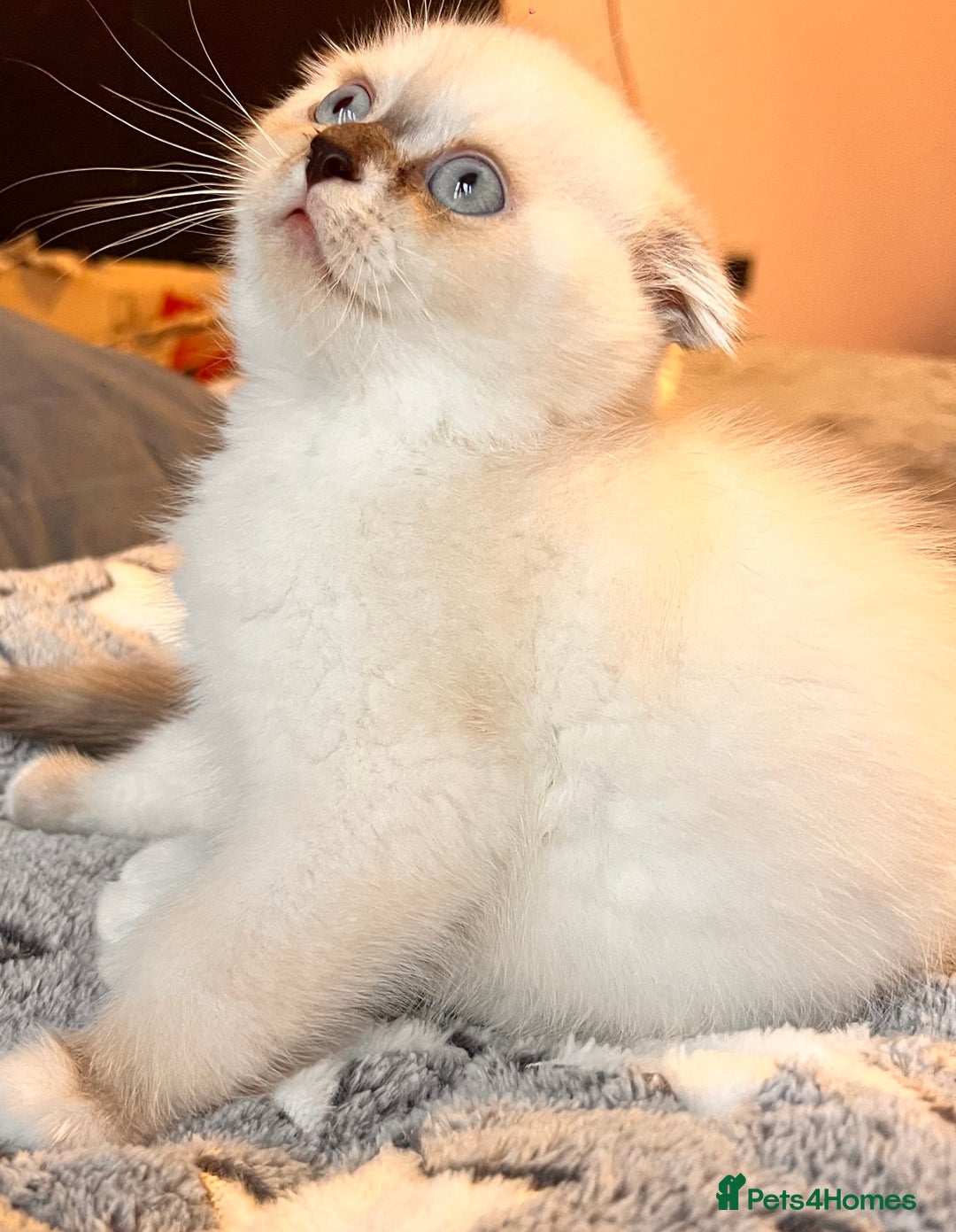 Scottish Fold cats for sale: Scottish - Advert 5