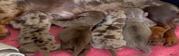 Miniature Dachshund dogs for sale: Beautiful Miniature dachshund puppies - Advert 26
