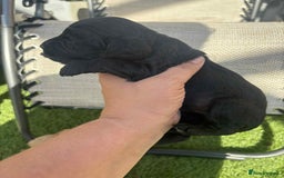 Cockapoo dogs for sale: Beautiful cockerpoo pups for sale - Image 4