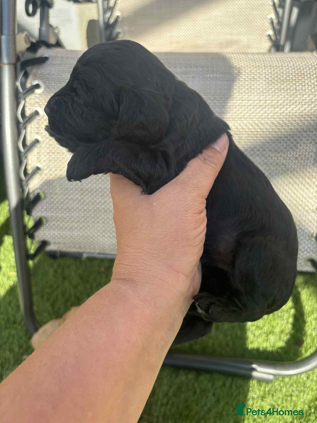 Cockapoo dogs for sale: Beautiful cockerpoo pups for sale - Image 4