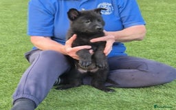 German Shepherd dogs for sale: Super Working Line German Shepherd Puppies - Image 5