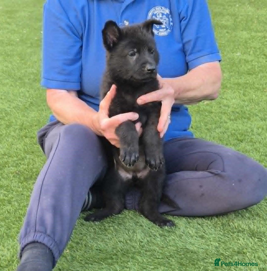 German Shepherd dogs for sale: Super Working Line German Shepherd Puppies - Image 5