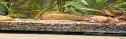 Other/Mixed Breed fish for sale: L260 Pleco Apistogramma Macmasteri Peppered Cory  - Advert 10