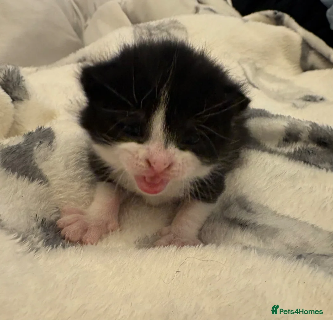 Domestic Shorthair cats for sale:  3 kittens  - Advert 2