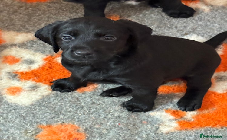 Mixed Breed dogs - Advert 7