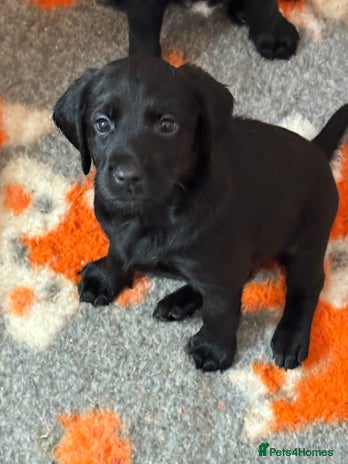 Mixed Breed dogs - Advert 7