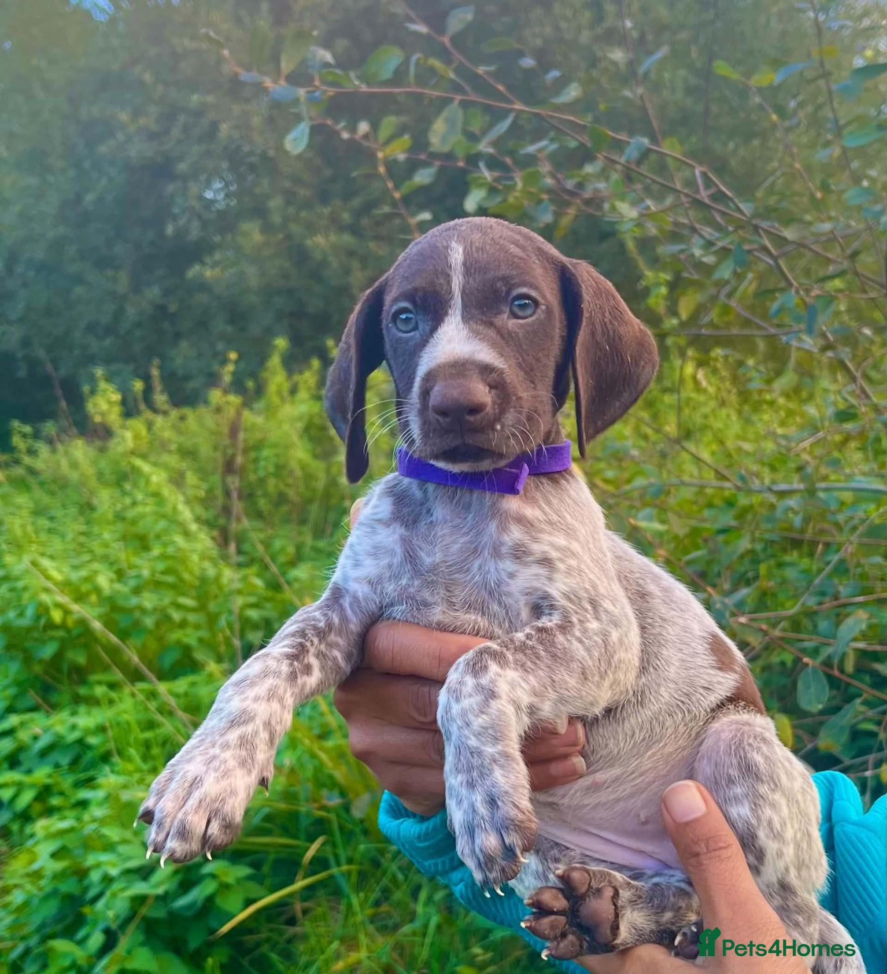 German Shorthaired Pointer dogs ❤️Gorgeous Gsp puppies ❤️🐾🐾 - Advert 1