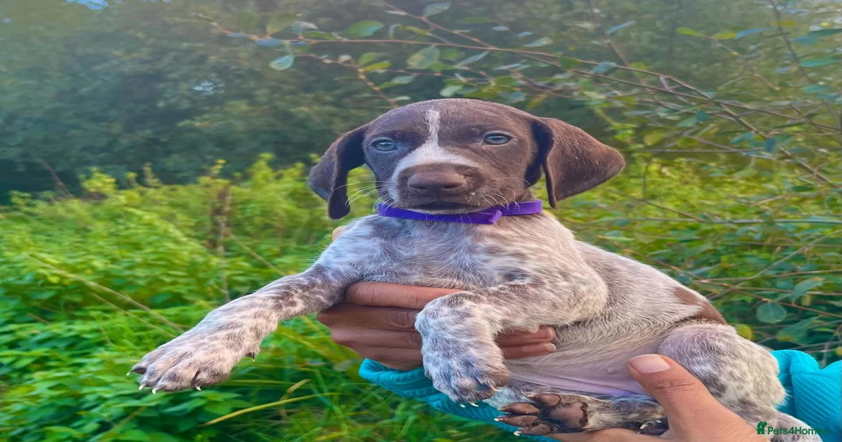 Puppies for sale in Devon | Pets4Homes