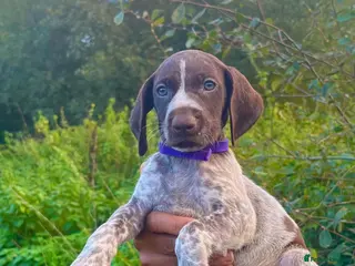 German Shorthaired Pointer dogs ❤️Gorgeous Gsp puppies ❤️🐾🐾 - Advert 1