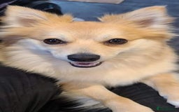 Pomsky dogs for adoption: Pomeranian x Shelti 4.5 year old female  - Advert 2