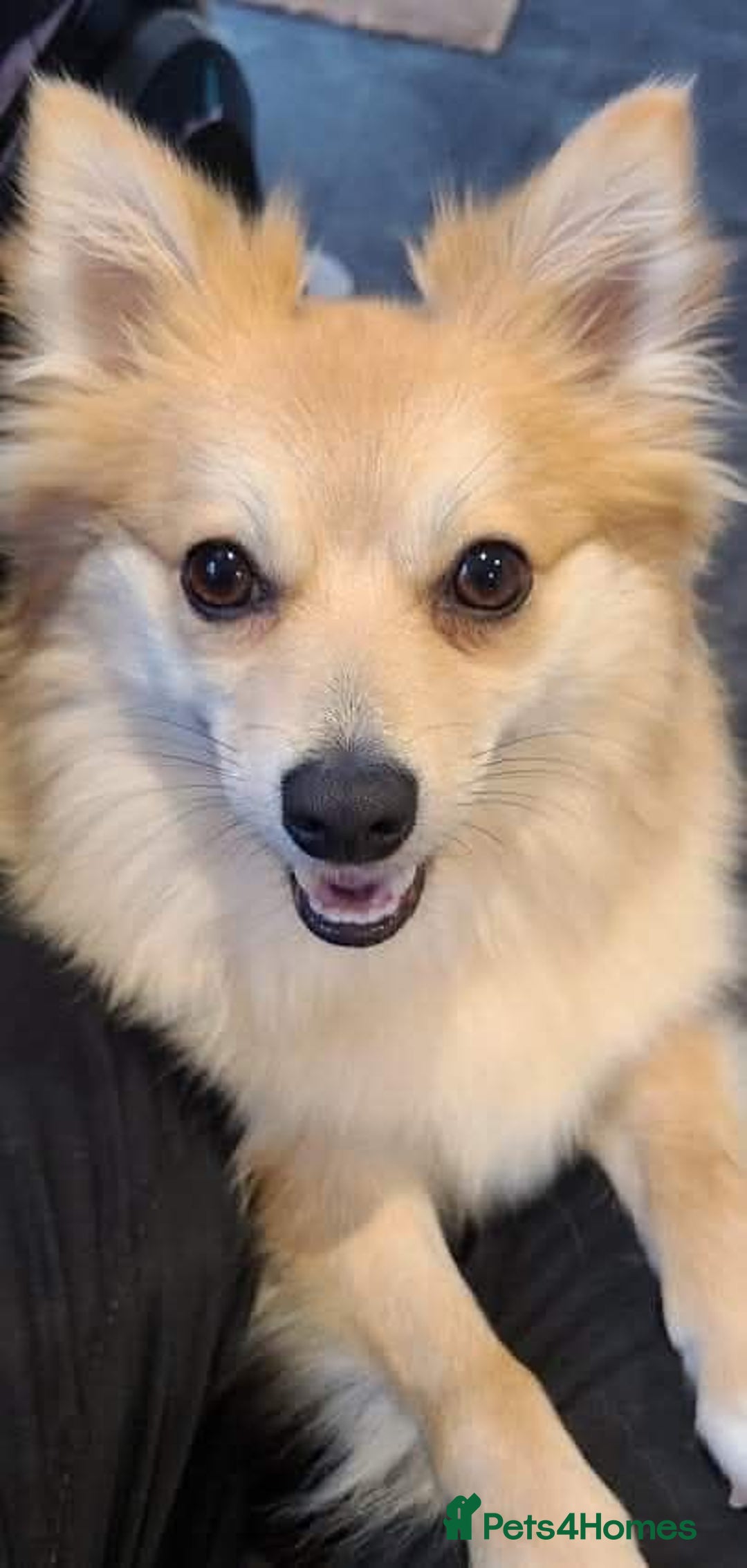 Pomsky dogs for adoption: Pomeranian x Shelti 4.5 year old female  - Advert 2
