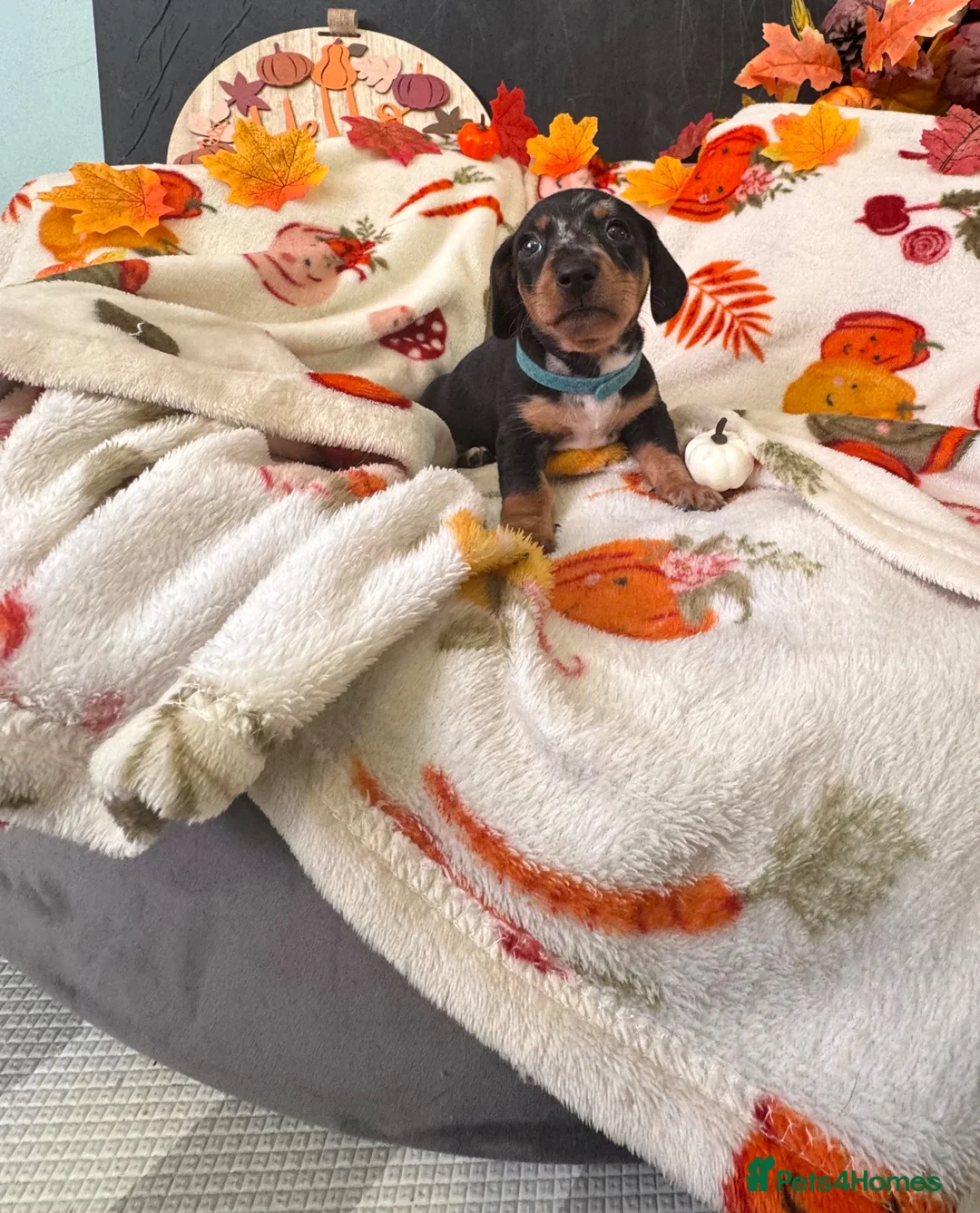 Dachshund dogs for sale: Miniature Dachshundd - Advert 9