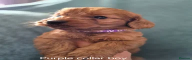 Cockapoo 2