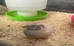 Mixed Breed birds for sale: Quail eggs - Image 4