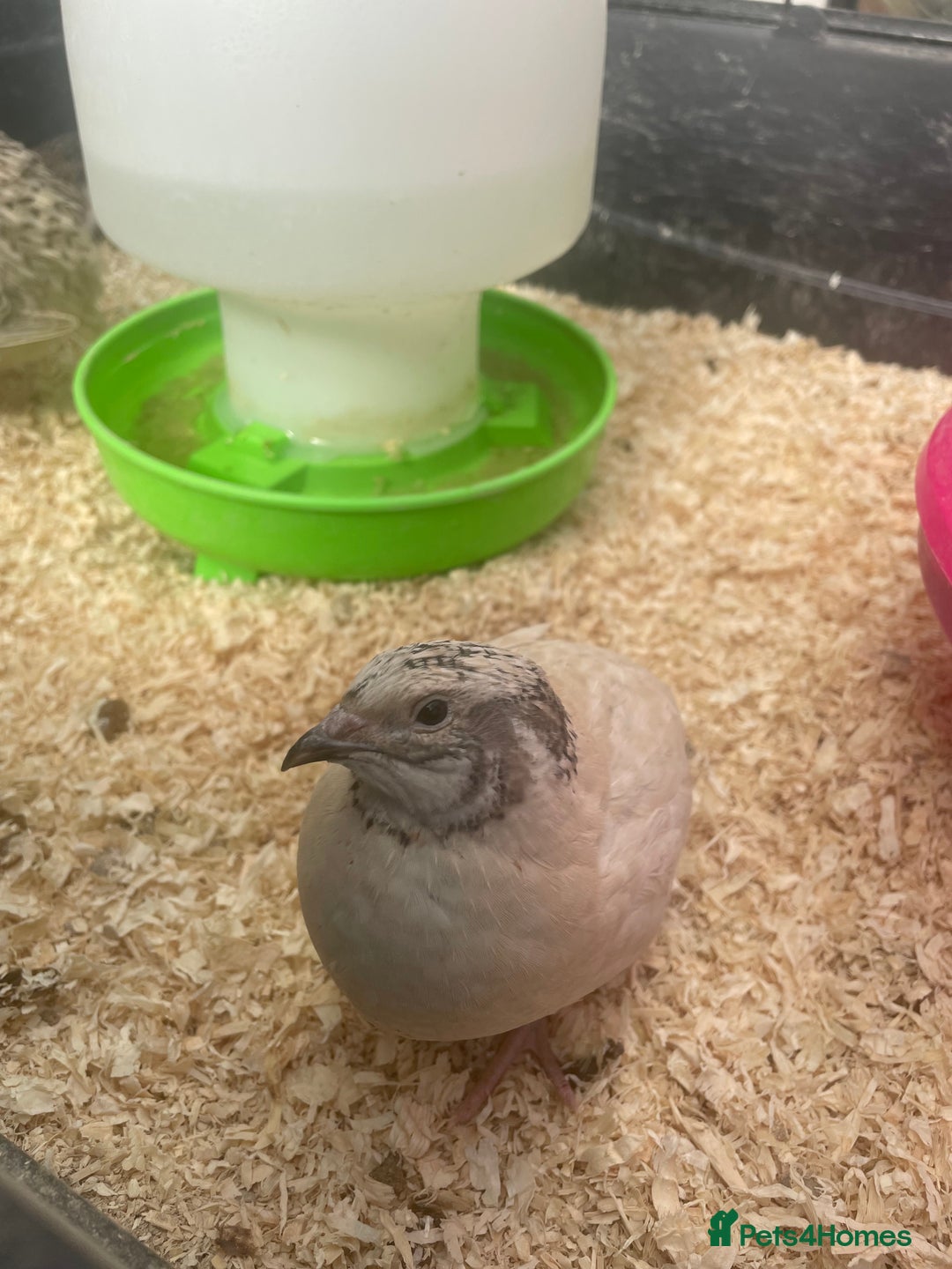 Mixed Breed birds for sale: Quail eggs - Image 4