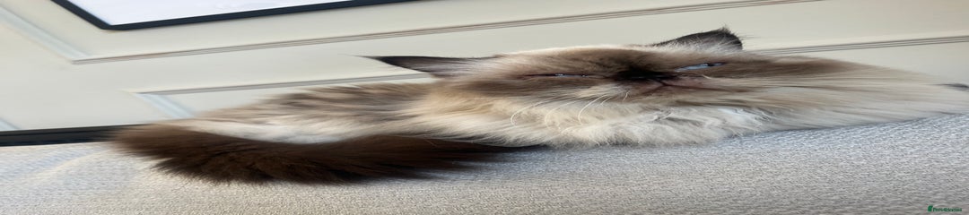 Himalayan Persian - Rupert