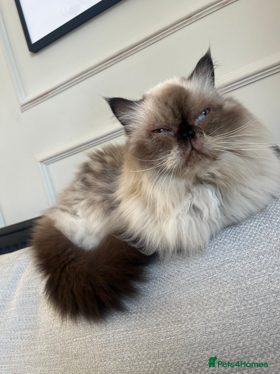Ragdoll cats for sale: Ragdoll and Himalayan Persian for adoption/sale - Image 4