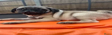 Pug 1