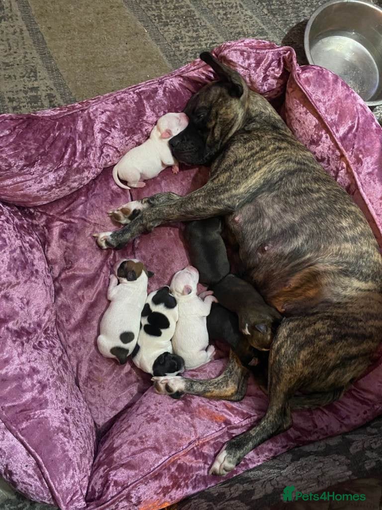 Staffordshire Bull Terrier dogs Beautiful  Staffordshire Bull Terrier puppies - Advert 1