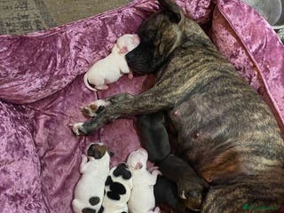 Staffordshire Bull Terrier dogs Beautiful Staffordshire Bull Terrier puppies - Advert 1