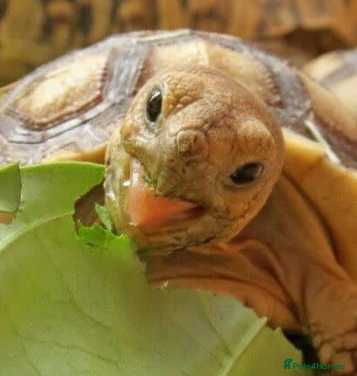 Tortoise reptiles Horsfield Tortoise age 6 - Advert 1