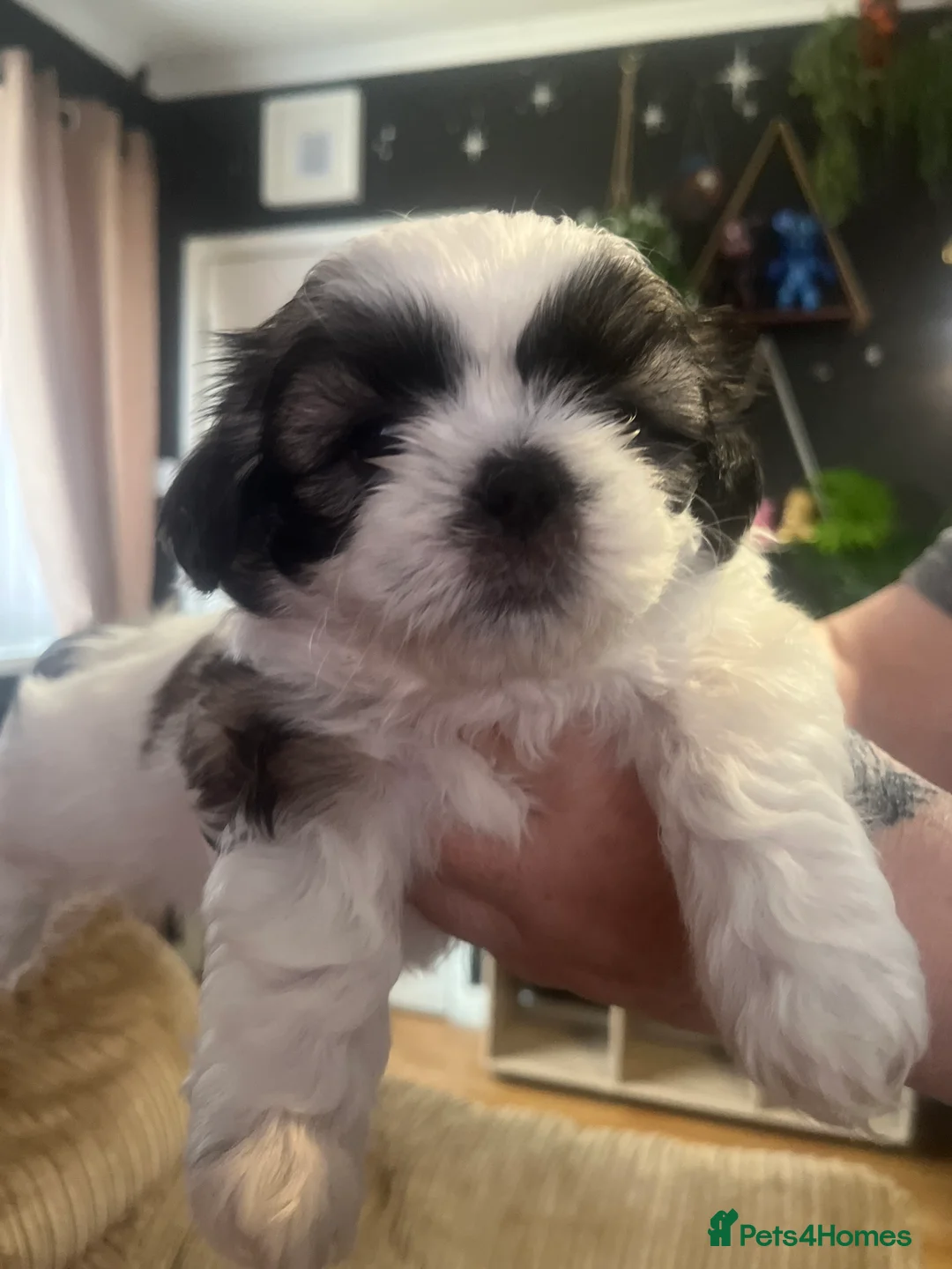 Shih Tzu dogs for sale: Beautiful litter of puppy’s  - Advert 7