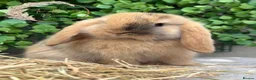 Mini Lop rabbits for sale: Gorgeous Pure Bred Mini Lops - Advert 3