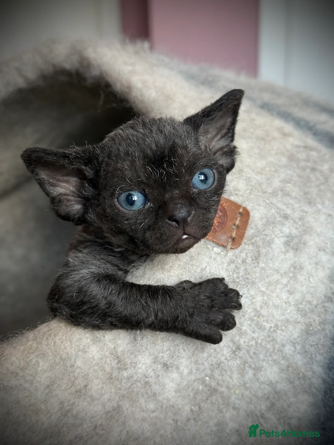 Devon Rex cats for sale: Devon Rex Kittens –GCCF Last kitten available BOY  - Advert 6