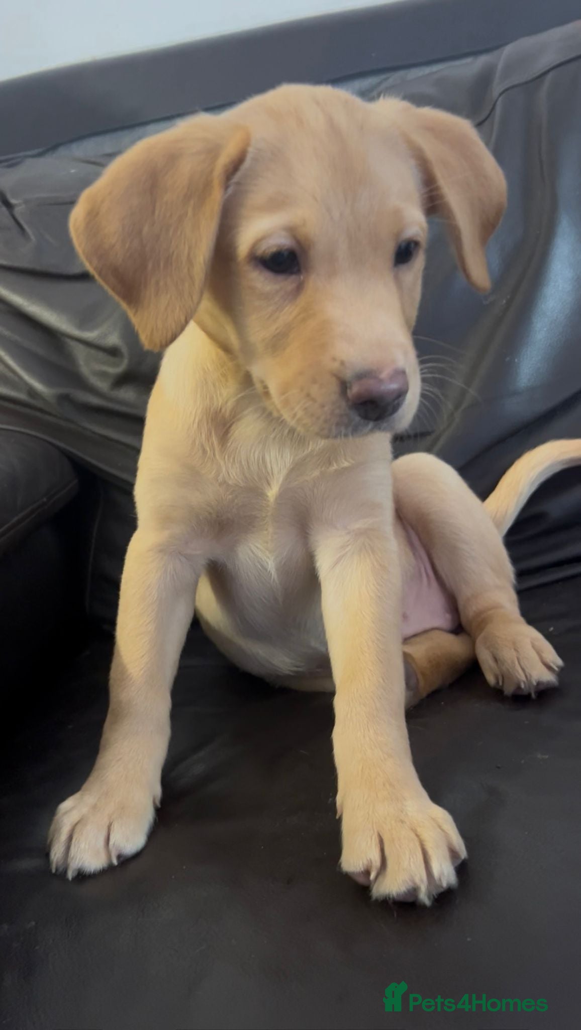 Labrador Retriever dogs 🐾❤️Beautiful Labrador puppies❤️🐾 - Advert 15