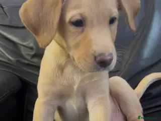 Labrador Retriever dogs 🐾❤️Beautiful Labrador puppies❤️🐾 - Advert 15