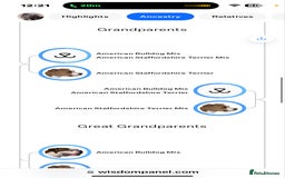 American Bull Staffy dogs for stud: Staffy cross (Snoop) - Image 4