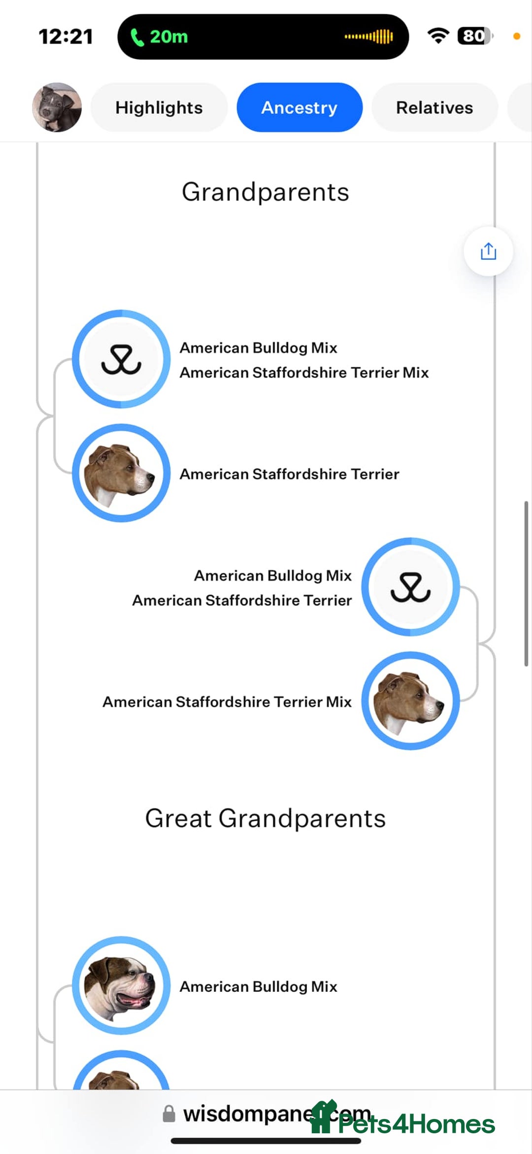 American Bull Staffy dogs for stud: Staffy cross (Snoop) - Image 4