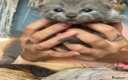 British Shorthair cats for sale: 5 kittens mixed litter 9 weeks old, ready now!  - Image 2