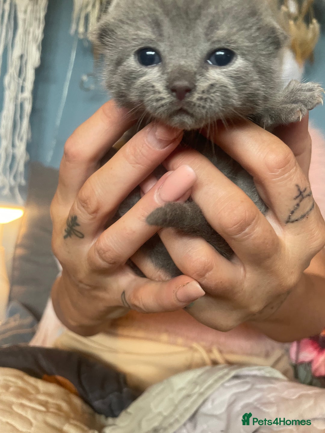British Shorthair cats for sale: 5 kittens mixed litter 9 weeks old, ready now!  - Image 2