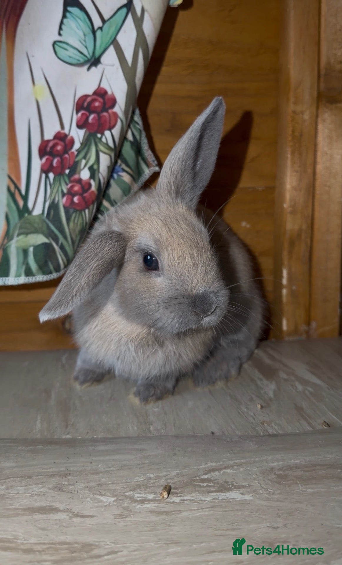 Dwarf Lop rabbits Baby rabbits  - Advert 3