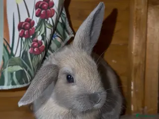 Dwarf Lop rabbits Baby rabbits - Advert 3