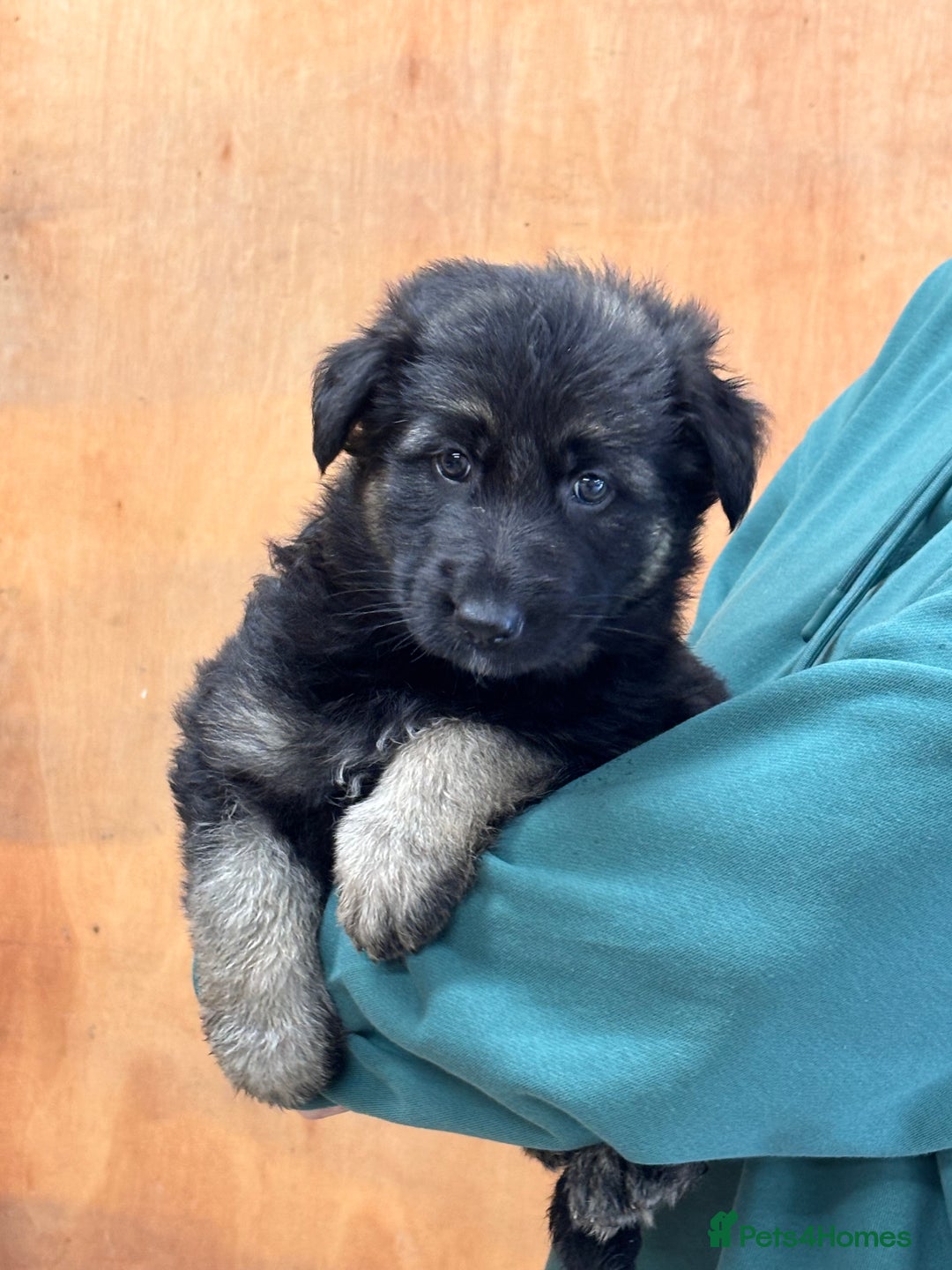 German Shepherd dogs for sale: Beautiful German Shepherd Puppies  - Image 3