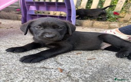 Labrador Retriever dogs for sale: ⭐️READY TO GO NEXT WEEK⭐️KC Reg Labrador Puppies  - Image 22