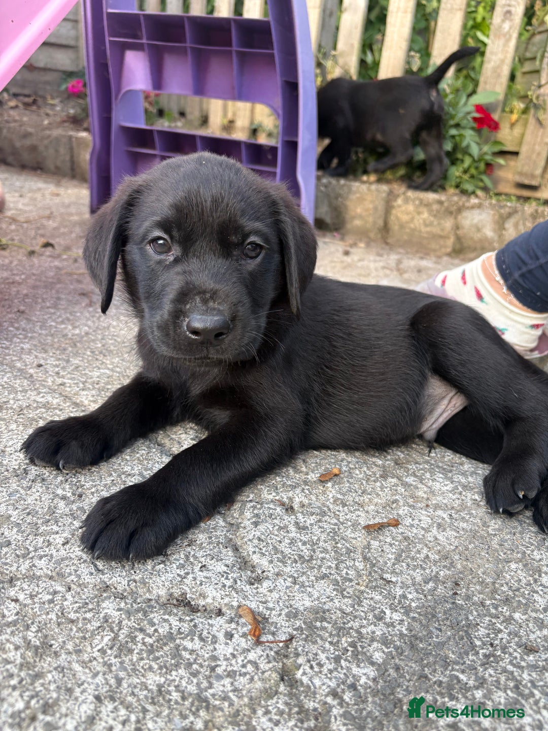 Labrador Retriever dogs for sale: ⭐️READY TO GO NEXT WEEK⭐️KC Reg Labrador Puppies  - Image 22