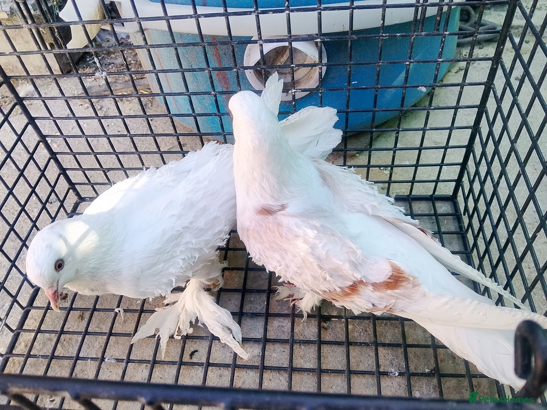 Pigeons birds for sale: Pigeon and chicken for sale - Image 16