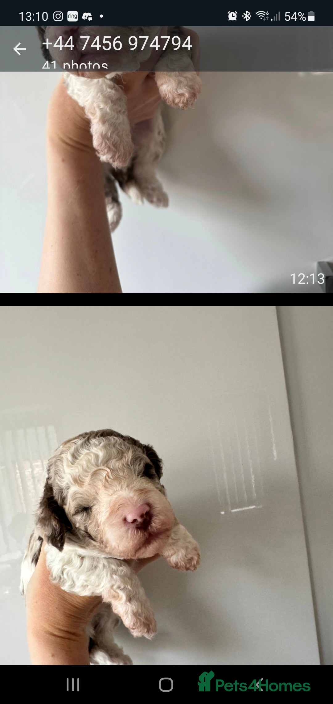 Cockapoo dogs for stud: F1 Blue Phantom merle Cockerpoo standing at stud in Basildon - Image 32
