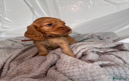 Cocker Spaniel dogs for sale: Pure breed cocker spaniels puppies  - Image 7
