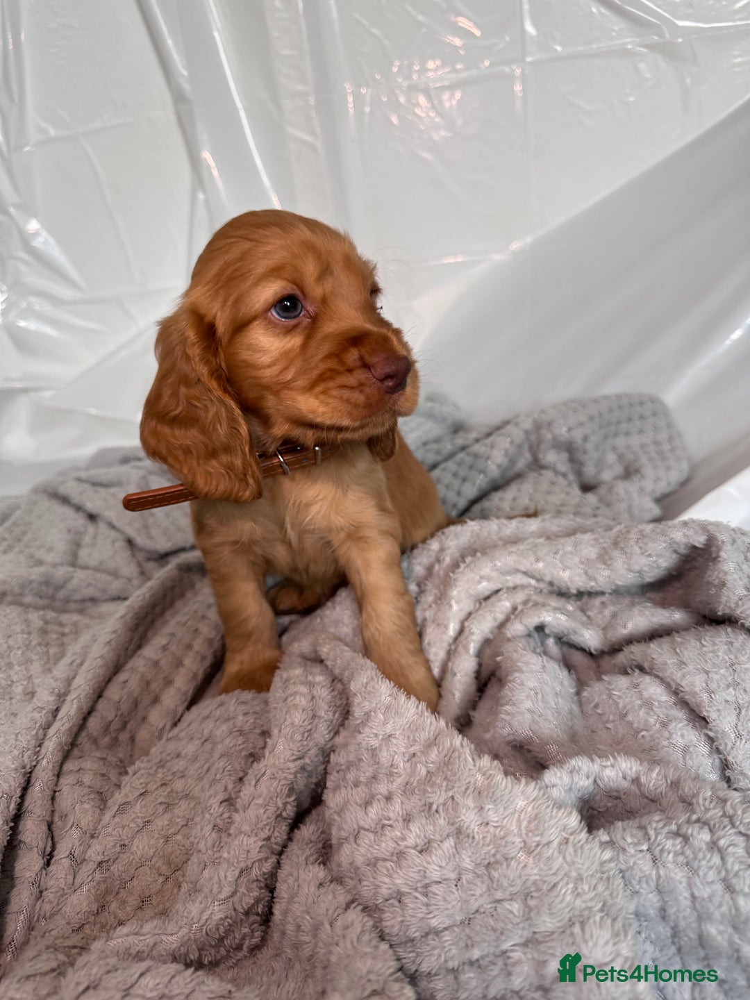 Cocker Spaniel dogs for sale: Pure breed cocker spaniels puppies  - Image 7