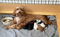 Mixed Breed dogs for sale: Cockapoo x Cavapoochon puppies 🐶 - Image 11